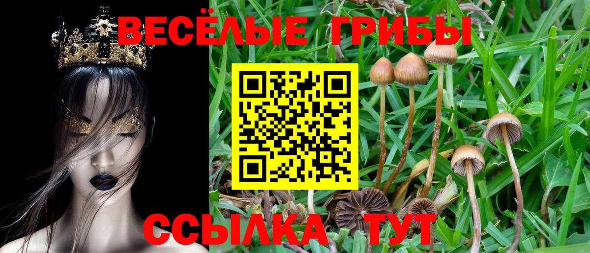 Галлюциногенные грибы Psilocybe  Вход с VPN  Балахна 